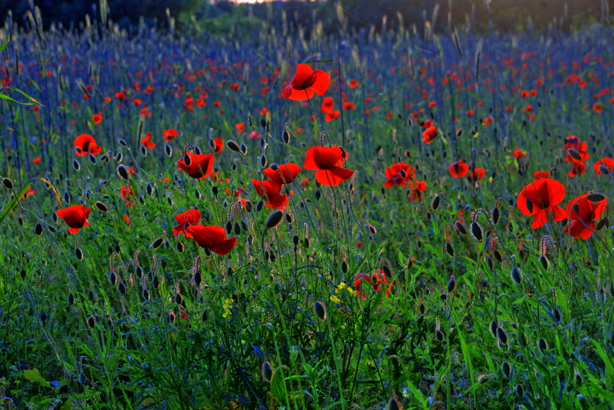 Mohnblüte